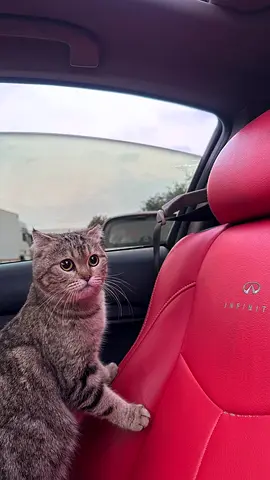 cat for adoption