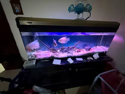 1.5 meter fish tank with cupboard canister filter light heater for sale