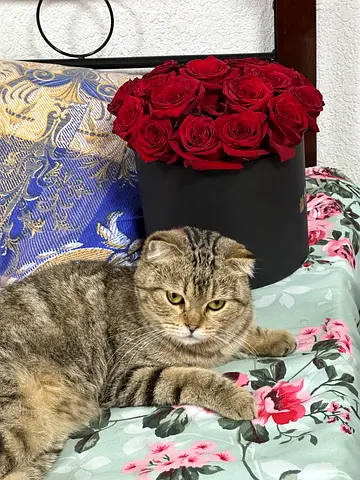 free adoption