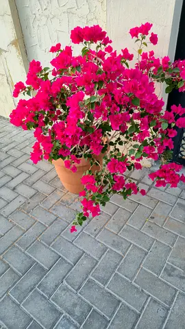 Big Potted Bougainvillea Plant - Healthy  Vibrant with Bright Pink Blooms