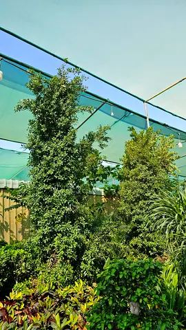Ficus natida 5meter Hight