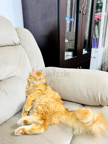 Cat for adoption