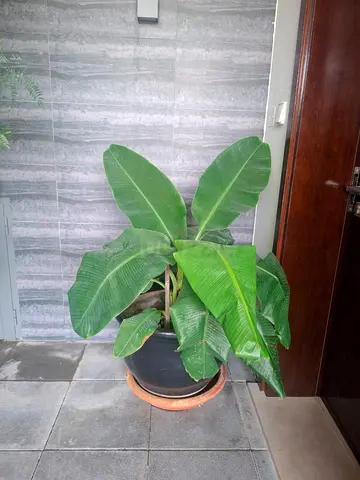 Plant Pots