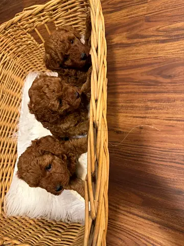 Litter of 3 Red Toy Poodle Puppies — Ready for New Homes