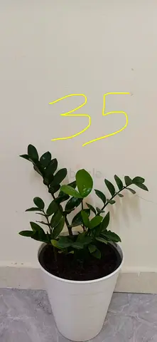 Plants