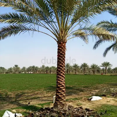 Mature Date Palm Tree in Farm - Healthy Trunk and Fronds