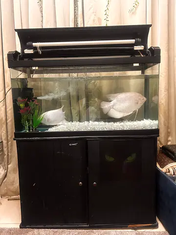 Large Fish Aquarium with Couple of Giant Gaurami Fishes and a Sucker Fish