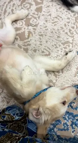 Playful puppy for adoption