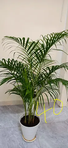 Plants