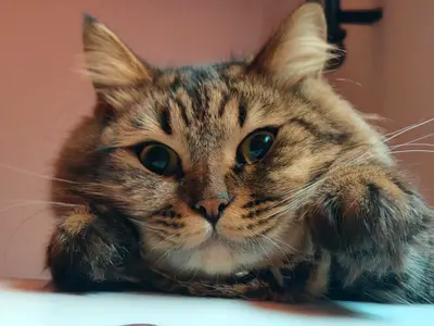 Free Adoption CAT