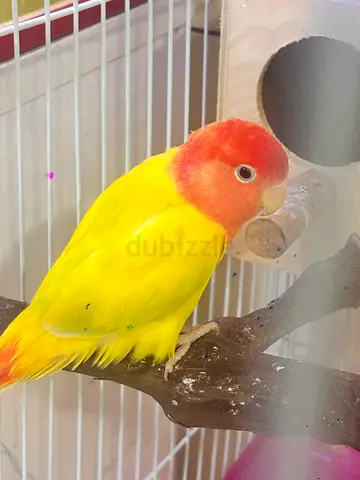 Love Birds - Females  Blue and Mango albino Red eyes