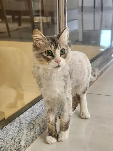 Rescue for Adoption - Abu Dhabi