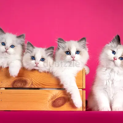Ragdoll kittens