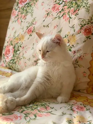Cat for adoption no fee