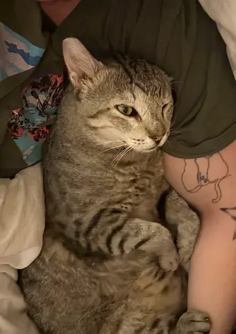 Free cat for adoption