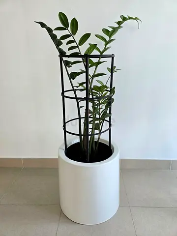 Large “ZZ Plant” in white fibre pot