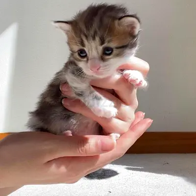 3 kittens