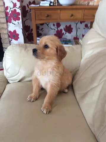 Golden Retriever Puppy For Adoption
