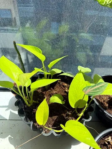 Money plant