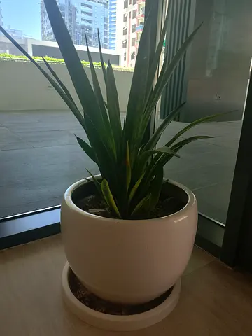Snake Plant