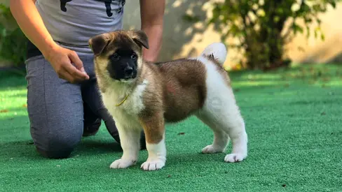 Akita Puppies