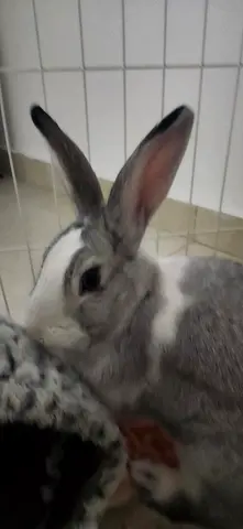8 month old female rabbit for free adoption