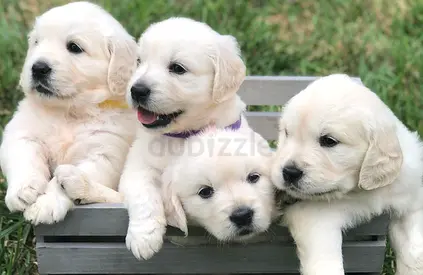 Golden Retriever puppies