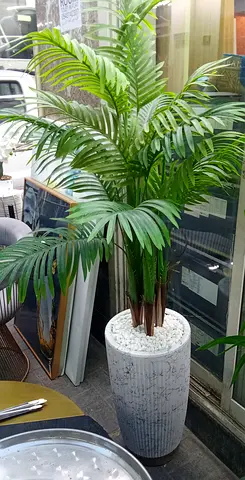 Plants almost New