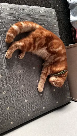 Urgent cat for adoption(Scottish fold male)