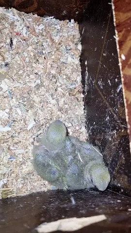 Love bird breeding  pairs