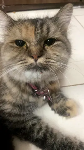 Persian cat