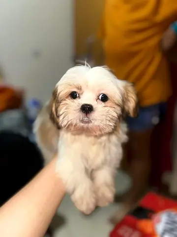 Young Shih Tzu Puppy — Friendly, Ready for New Home