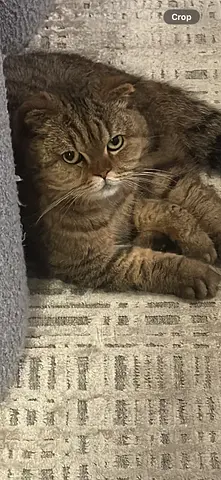 Scotish fold Cat free adoption