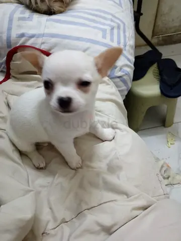 Small white Applehead pure Chihuahua puppy — friendly, house-trained