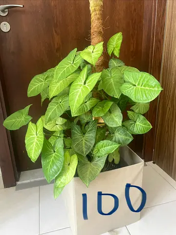 Plant