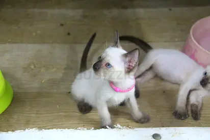 Siamese Kittens