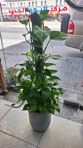 Money plant with ceramic pot