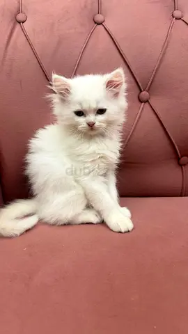 Persian  male kitten doll face