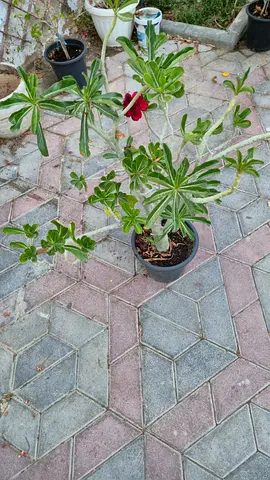Desert Rose (Adenium) Potted Plant - Healthy Mature Specimen