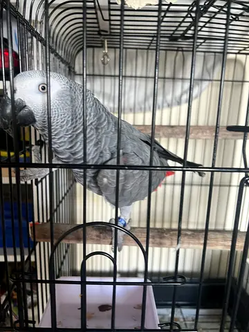 Casco parrot