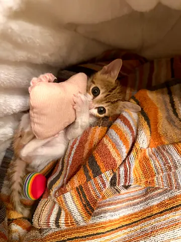 Kitten for adoption