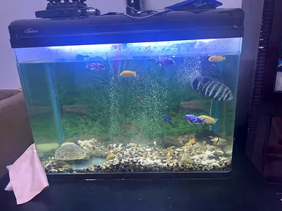 Fish tank set with fish