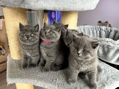 british shorthair kittens