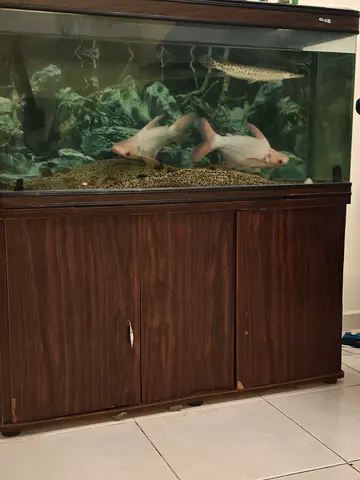 Large Home Aquarium with Wooden Stand and Fish for adoption (Ready to Move)