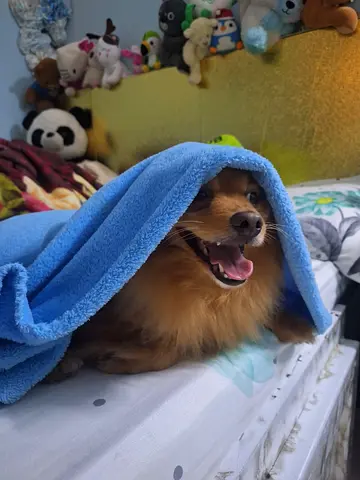 Pet