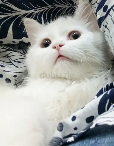 Free adoption for 6 month old kitten