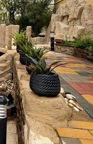 Healthy Outdoor Plants Bundle. Everything in the picture for AED 500 only.