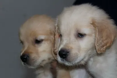 Young mixed-breed puppy available for adoption - friendly and playful