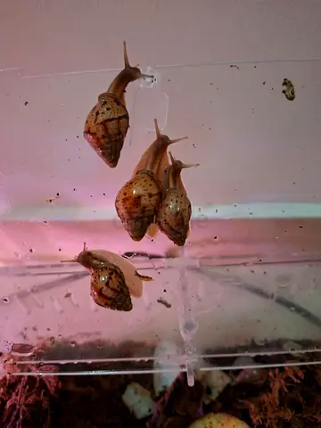 baby snail - giant African Ahatina
