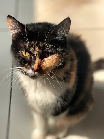 Cat for adoption